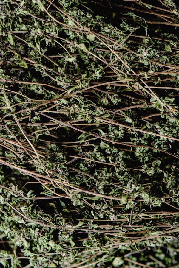 Brahmi